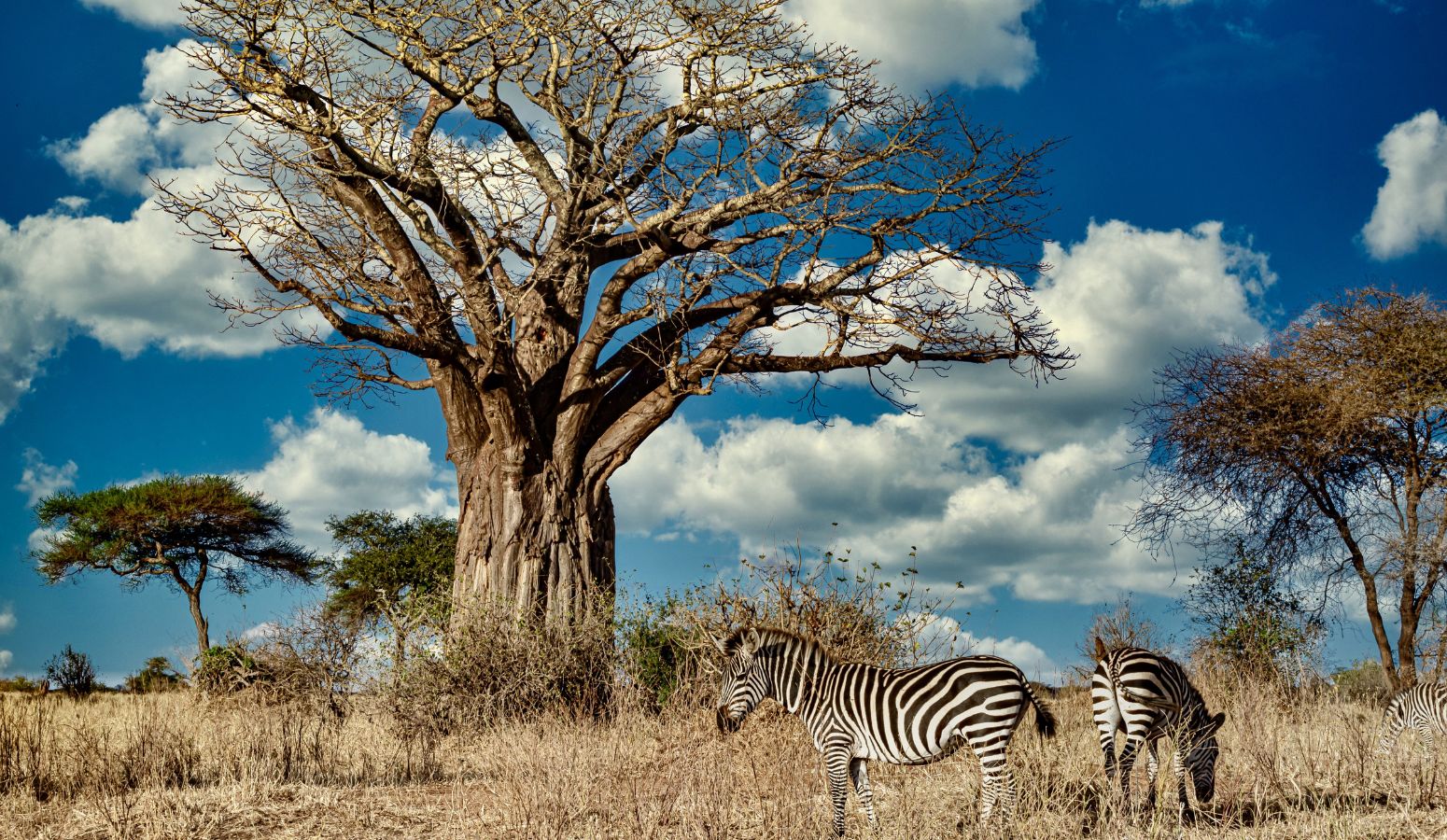 safari senegal africa